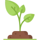 sprout sprout